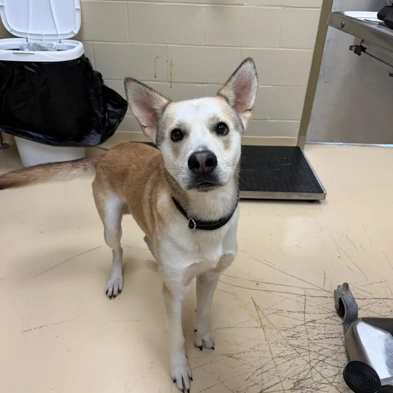 An adult medium-sized male White / Cream Mixed Breed dog named Oso for adoption in Winston-Salem, NC