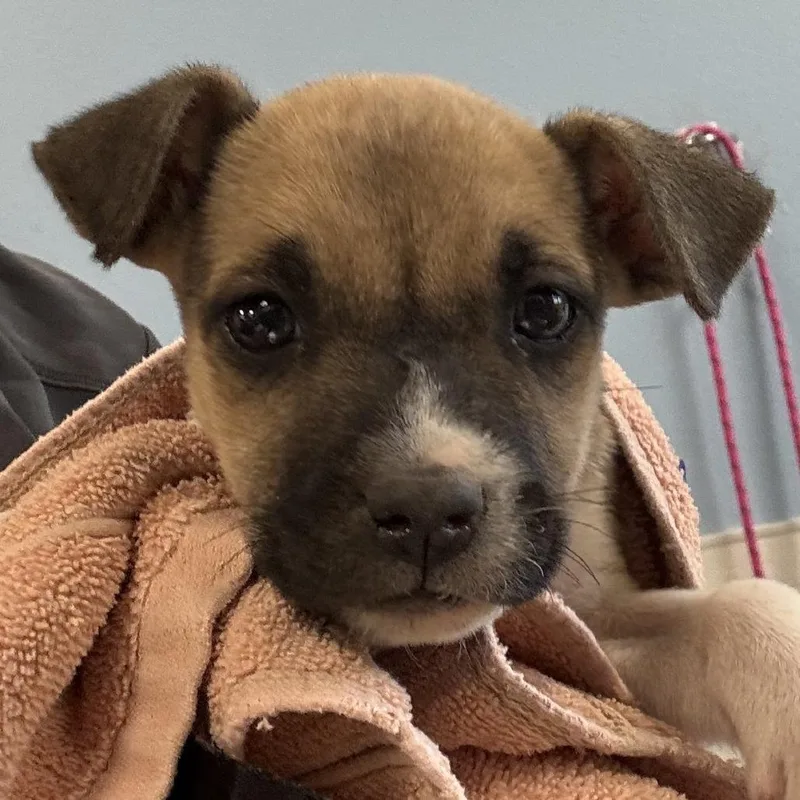 A baby small-sized female Yellow / Tan / Blond / Fawn Mixed Breed dog named Mudd Pie for adoption in Las Cruces, NM