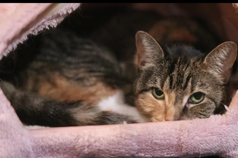 A senior medium-sized female Domestic Short Hair cat named Constance for adoption in Havertown, PA