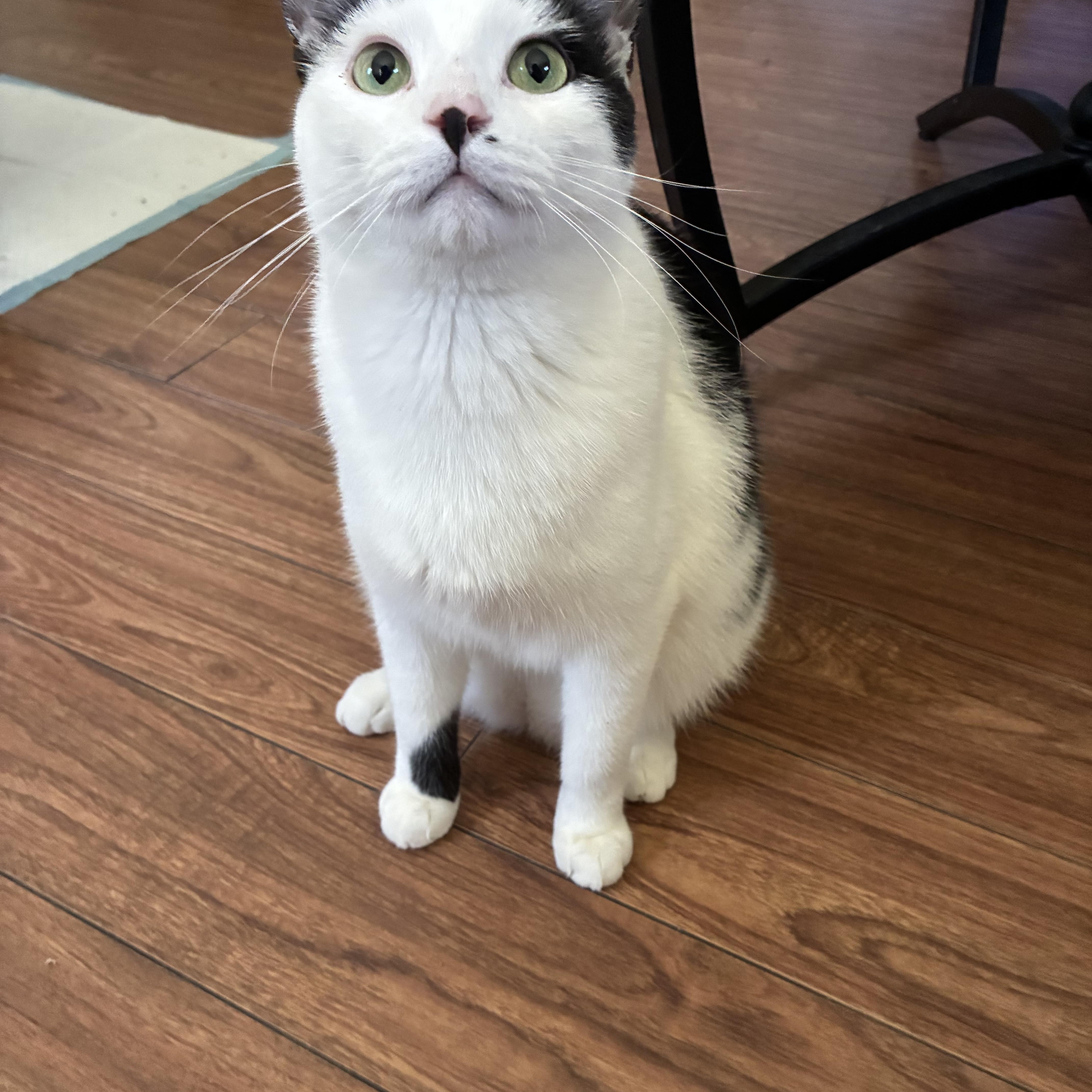 A young medium-sized male Black & White / Tuxedo Domestic Short Hair cat named Joey for adoption in Mokena, IL