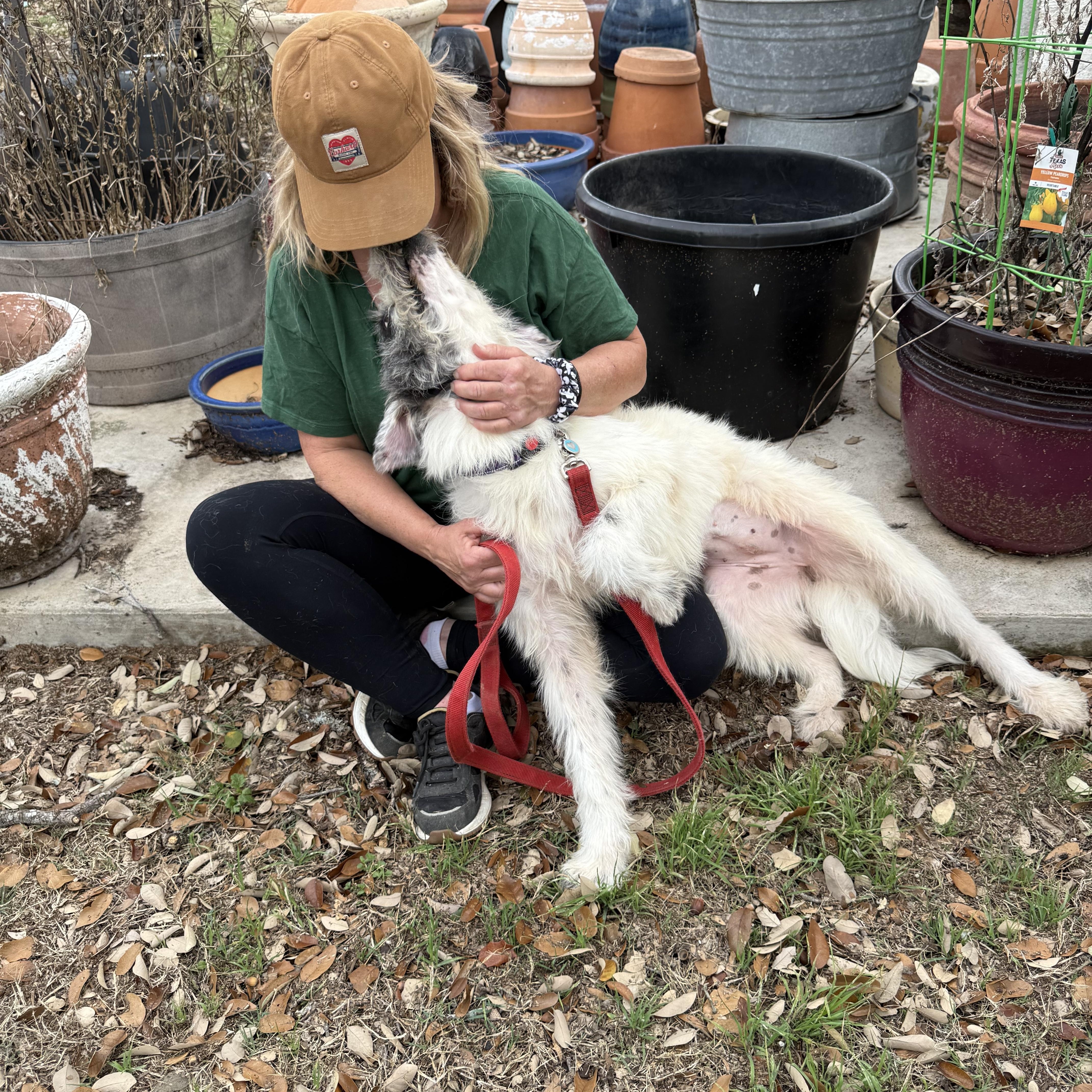 Harriet The Loveliest Of thumbnail 3