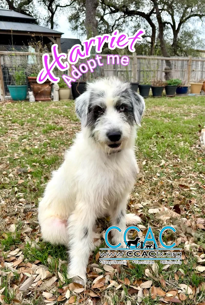 Harriet The Loveliest Of