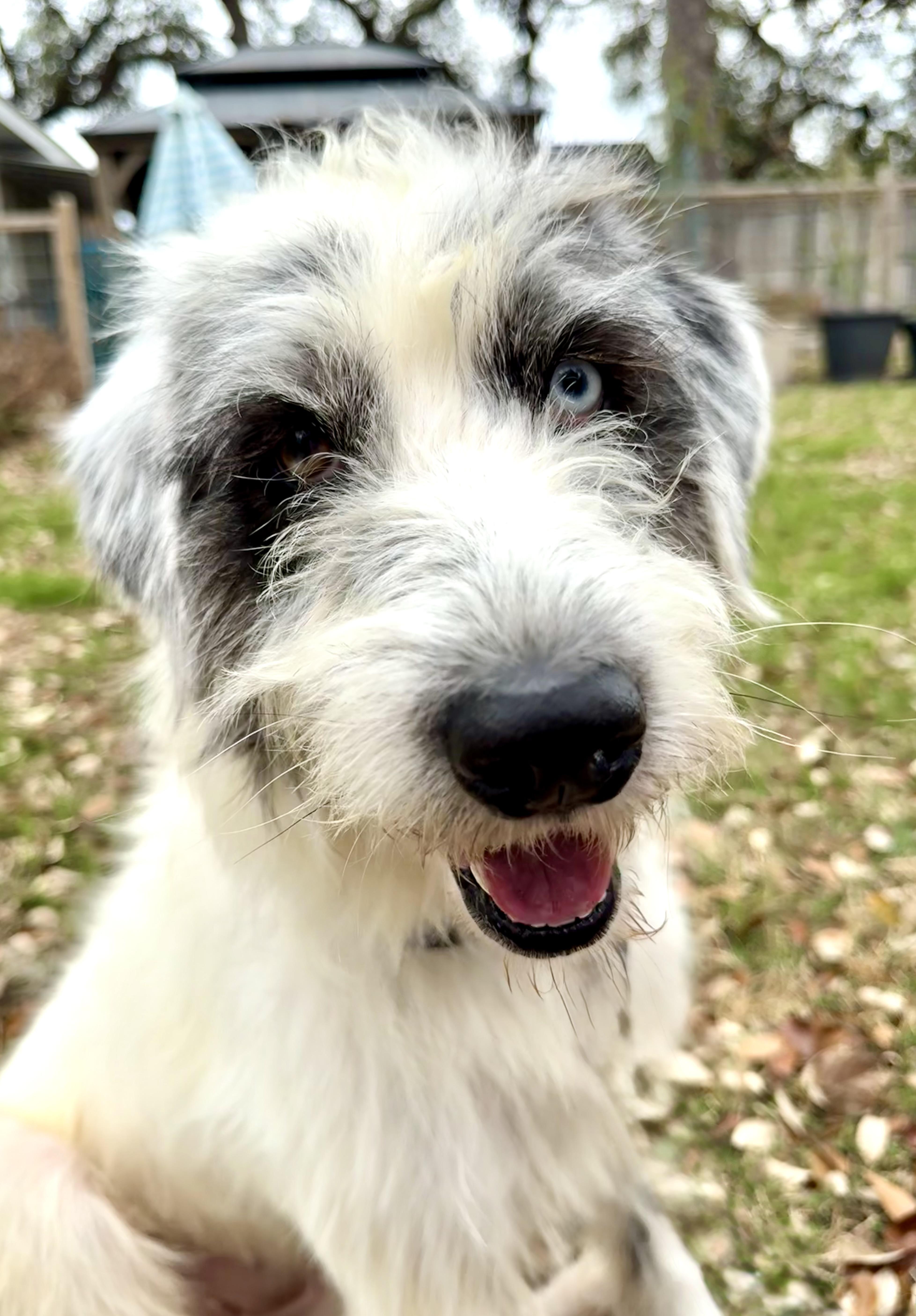 Harriet The Loveliest Of thumbnail 4