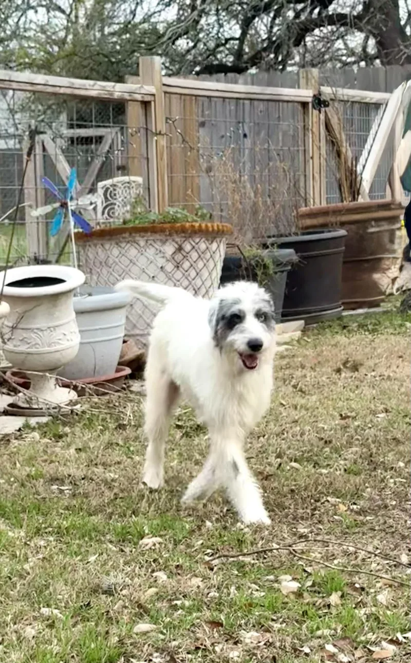 Harriet The Loveliest Of thumbnail 5