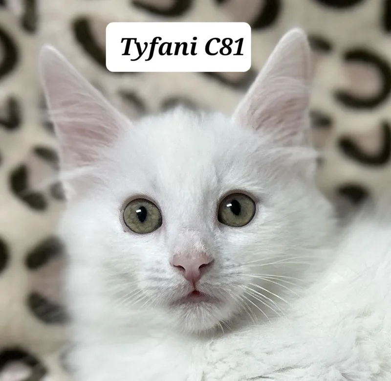 A baby medium-sized female White Domestic Long Hair cat named Tyfani for adoption in Morganton, NC