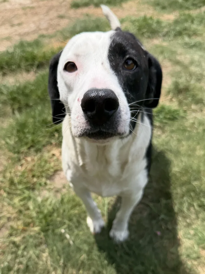 A young medium-sized male Harlequin Beagle dog named Snoopy for adoption in Suffolk, VA