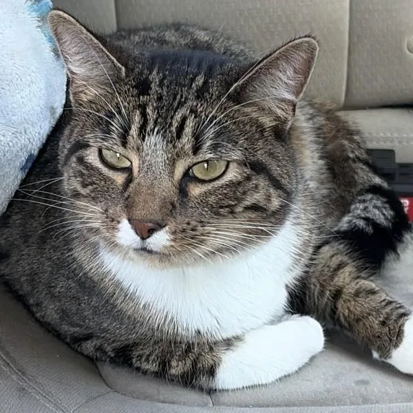 A senior small-sized male Domestic Short Hair cat named Hunter for adoption in Des Moines, IA