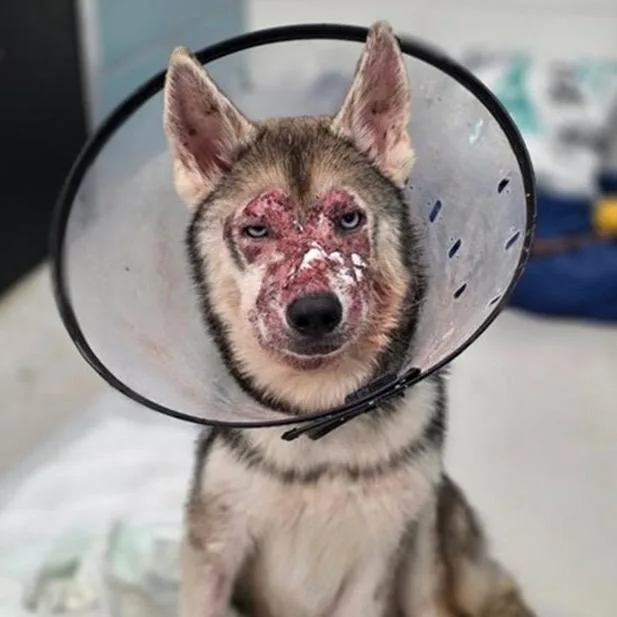 A baby small-sized male Gray / Blue / Silver Siberian Husky dog named Yukon for adoption in Tampa, FL