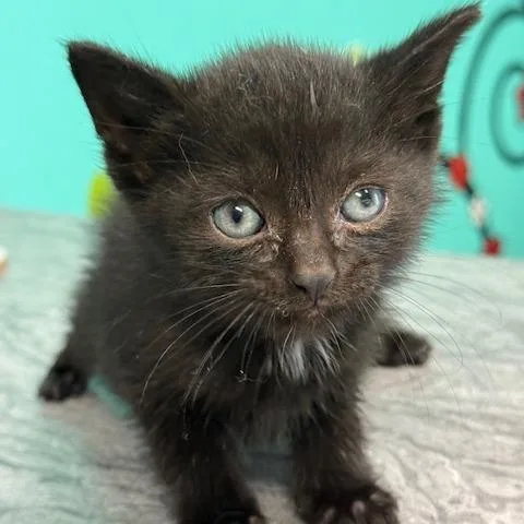 Vader