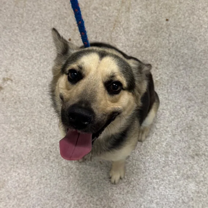 An adult medium-sized male Black German Shepherd Dog named Jackson for adoption in Horn Lake, MS