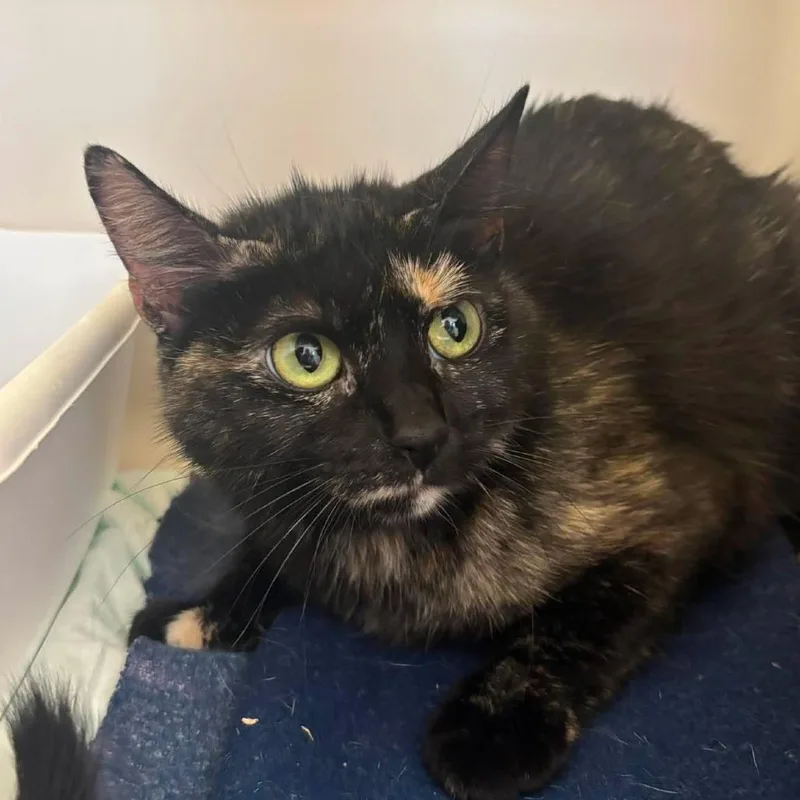 An adult small-sized female Tortoiseshell Domestic Short Hair cat named Nicole for adoption in Rocky Mount, VA