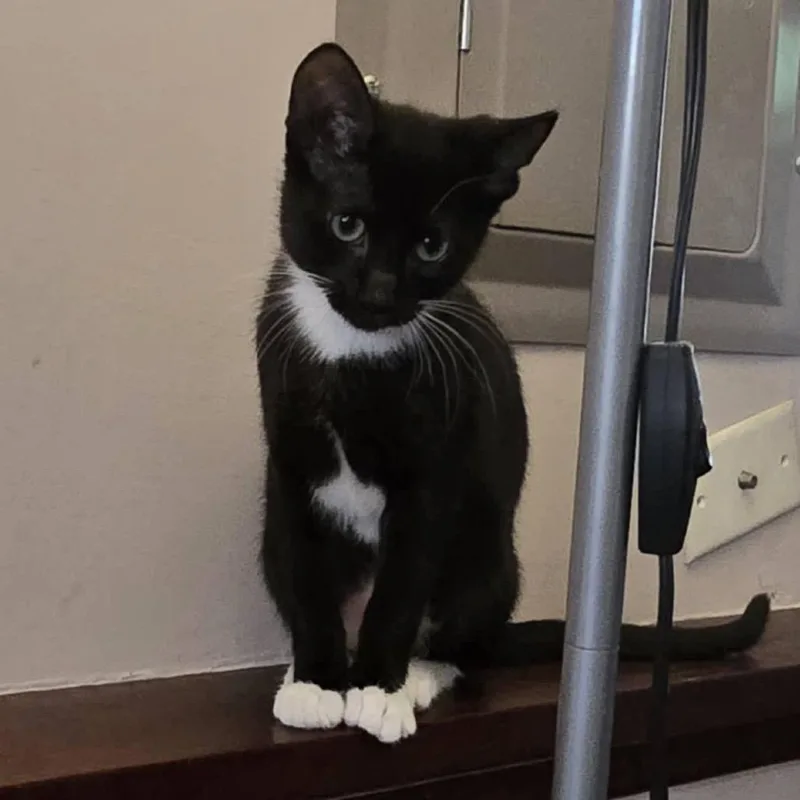 A baby small-sized female Black Domestic Short Hair cat named Tuxi for adoption in Inver Grove Heights, MN