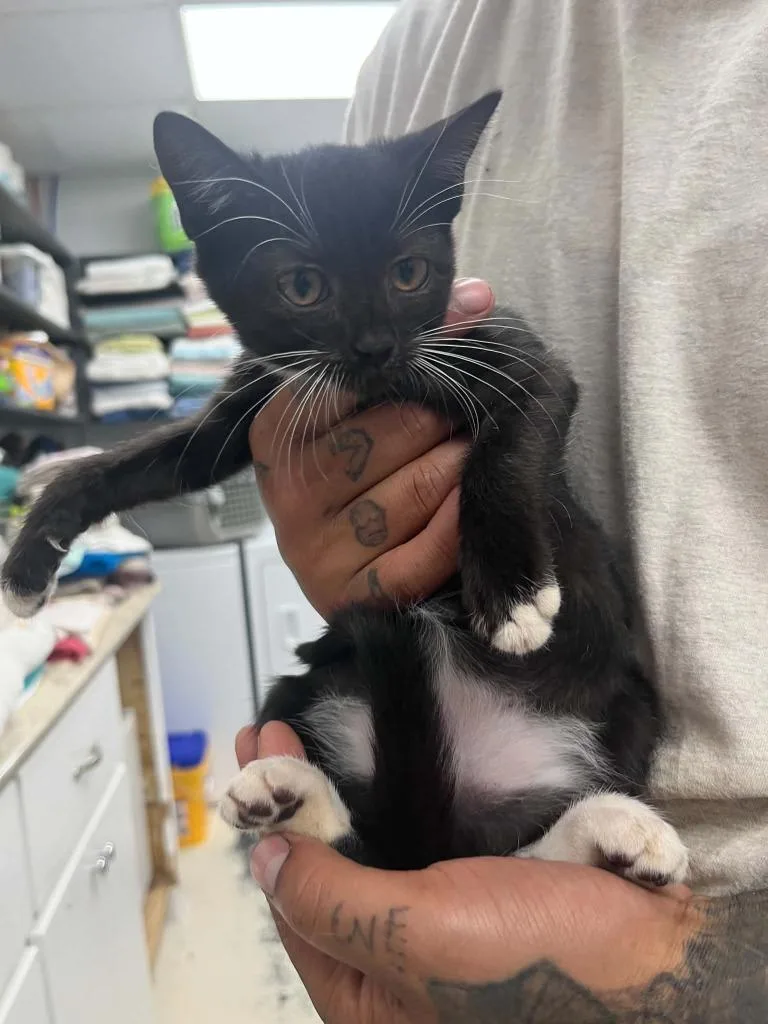 A baby small-sized female Domestic Short Hair cat named Sperry for adoption in Lavonia, GA