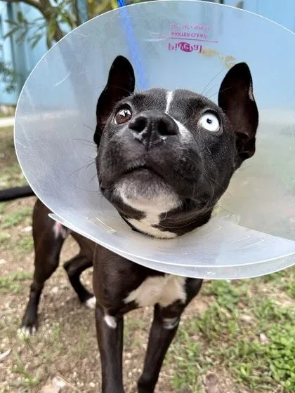 A baby medium-sized female Pit Bull Terrier dog named Corona for adoption in New Orleans, LA