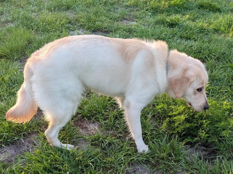 A baby large-sized male Golden Retriever dog named Enzo for adoption in Fort Myers, FL
