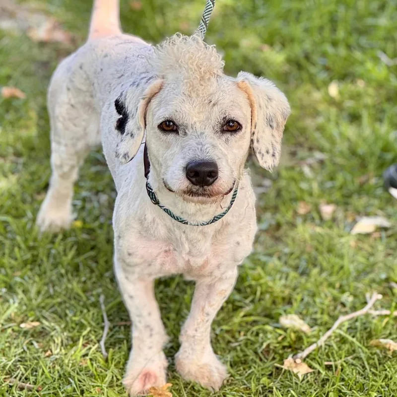 An adult medium-sized male White / Cream Poodle dog named Leo  Chino Hills for adoption in Chino Hills, CA
