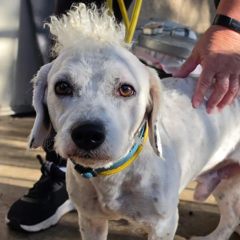 Leo  Chino Hills thumbnail 2