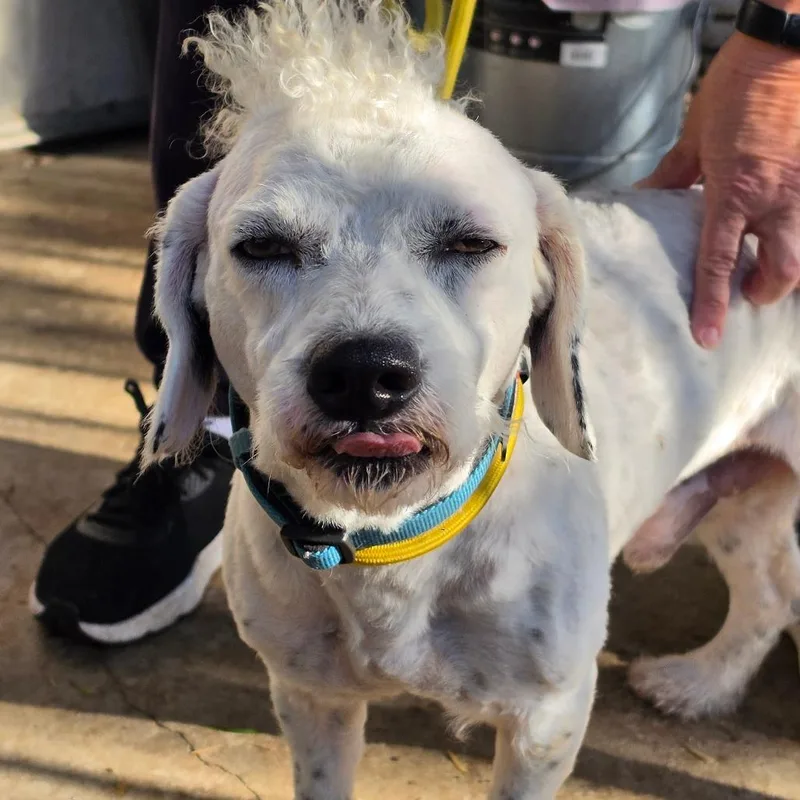 Leo  Chino Hills thumbnail 3