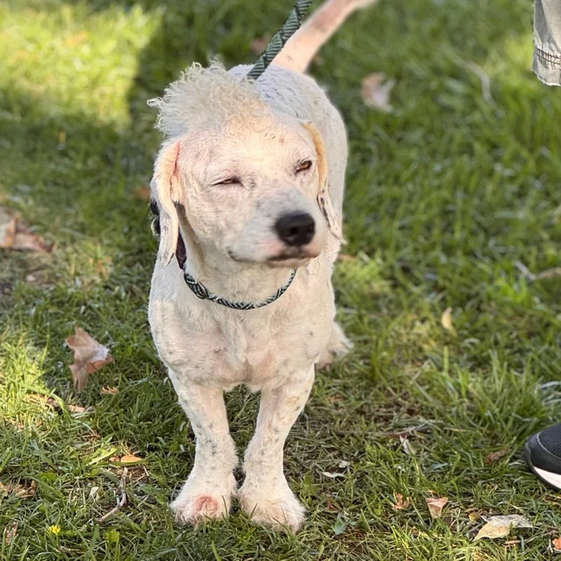 Leo  Chino Hills thumbnail 4