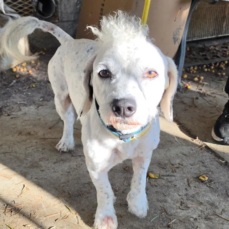 Leo  Chino Hills thumbnail 5