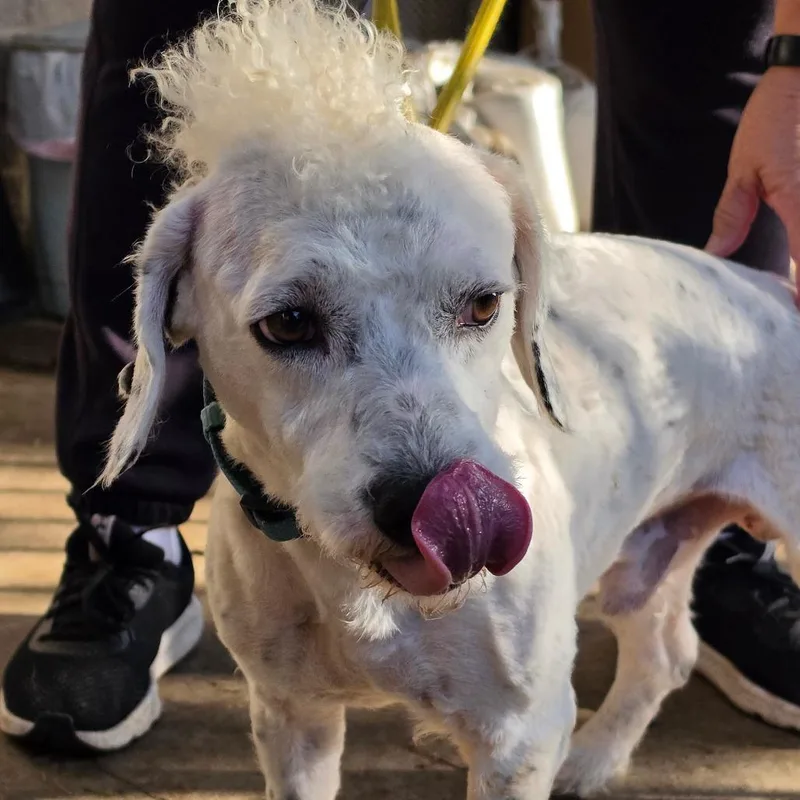 Leo  Chino Hills thumbnail 6