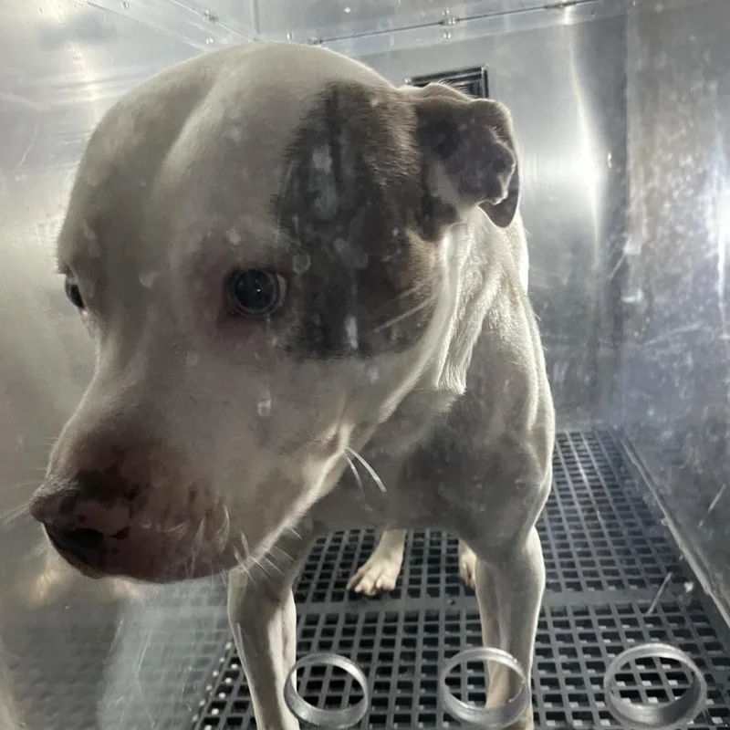 An adult large-sized male White / Cream Mixed Breed dog named Broman for adoption in Philadelphia, PA