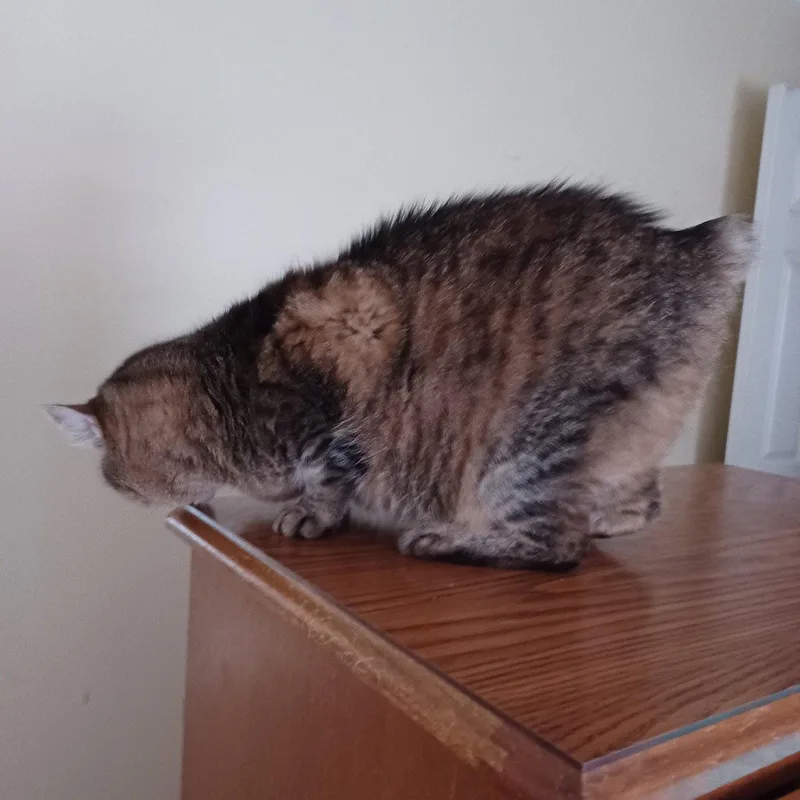 An adult large-sized female Domestic Medium Hair cat named Katie for adoption in Drasco, AR