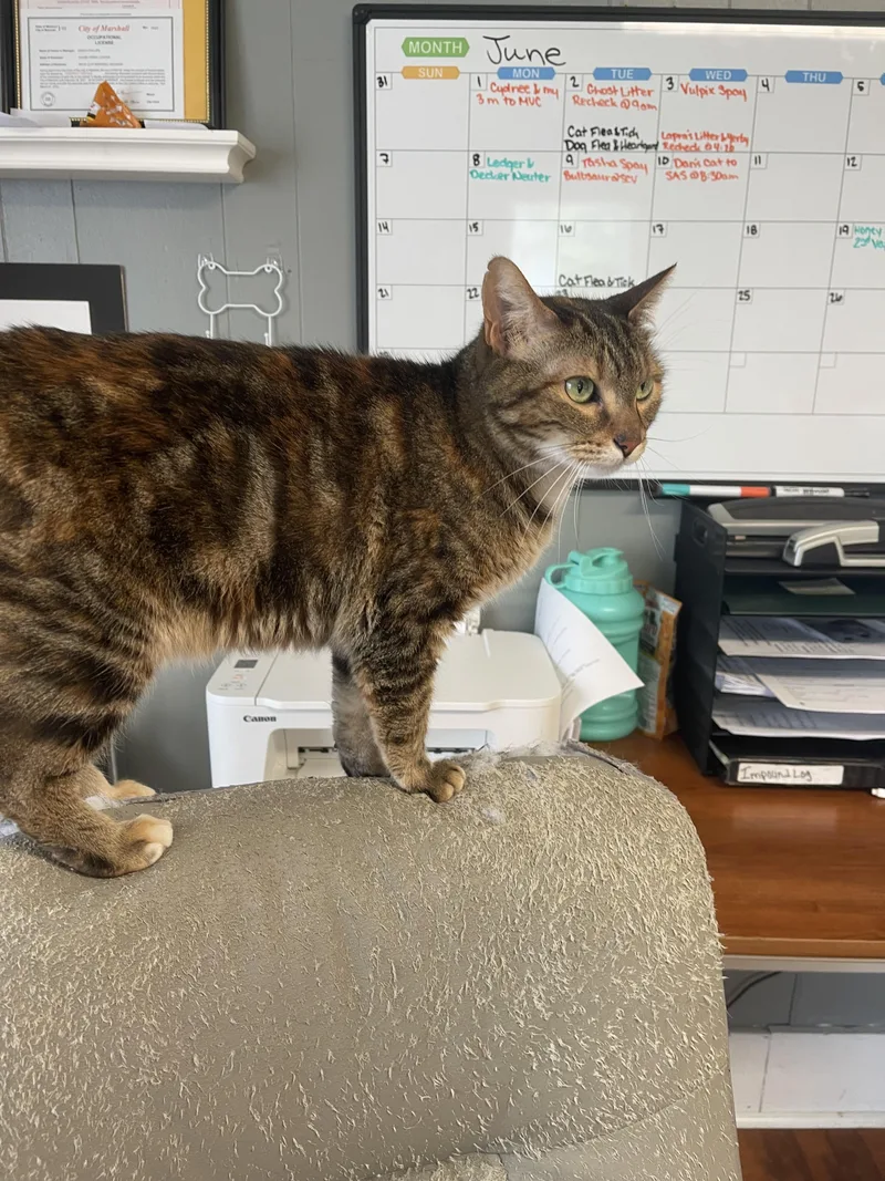 An adult medium-sized female Torbie Domestic Short Hair cat named Caterpie for adoption in Marshall, MO