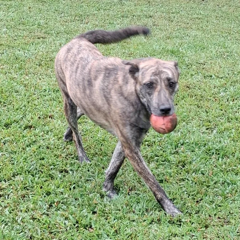 A young medium-sized female Brindle Mountain Cur dog named Tina for adoption in Greenfield, TN