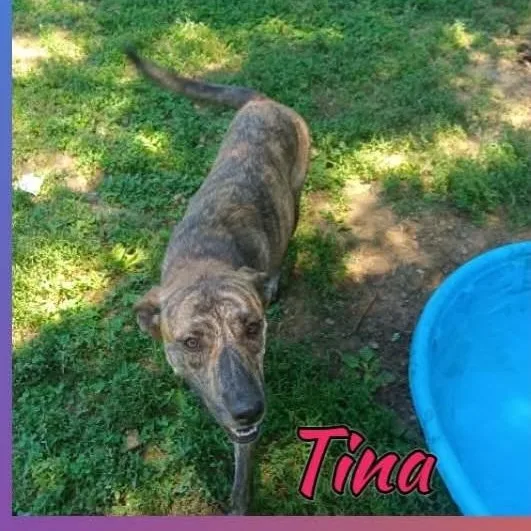 Tina thumbnail 3