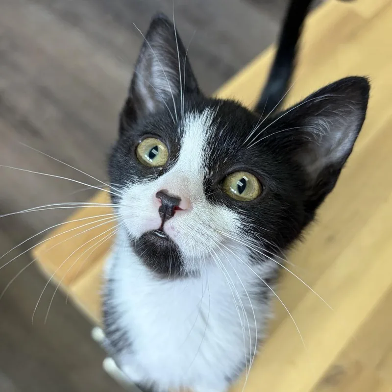 A baby small-sized female Black Domestic Short Hair cat named Stones for adoption in Greensboro, NC