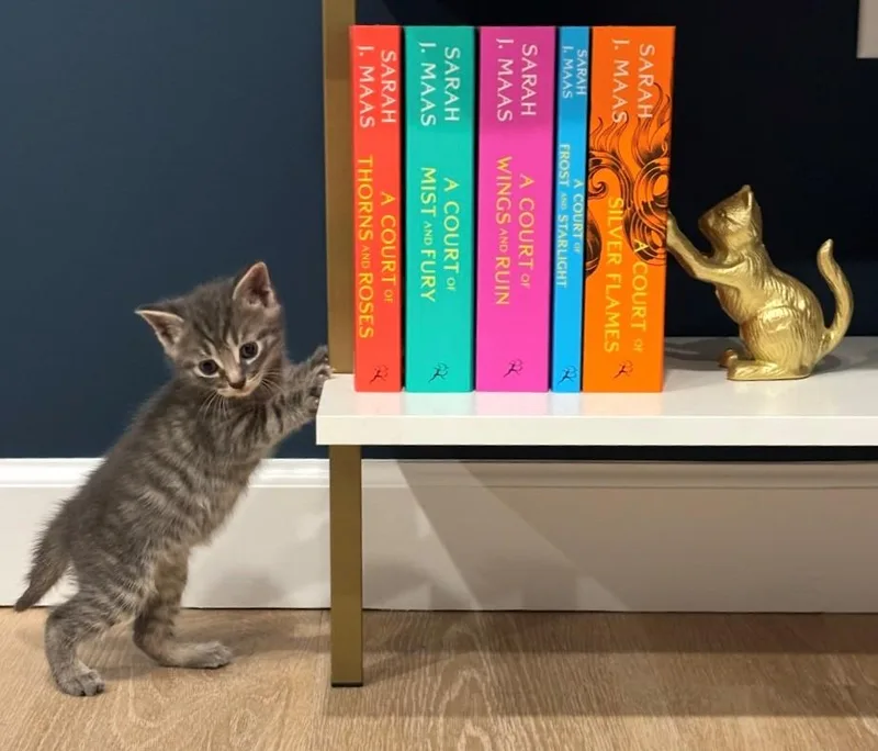 A baby medium-sized male Tabby (Brown / Chocolate) Domestic Short Hair cat named Sweet Pea for adoption in Hawthorne, NJ
