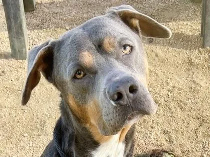 Boss Man thumbnail 2