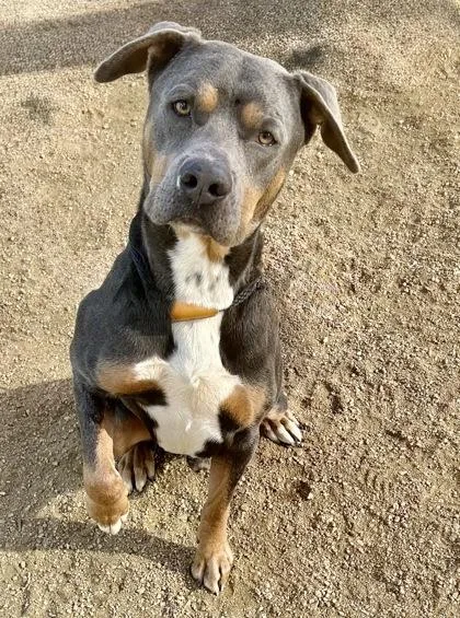 Boss Man thumbnail 3