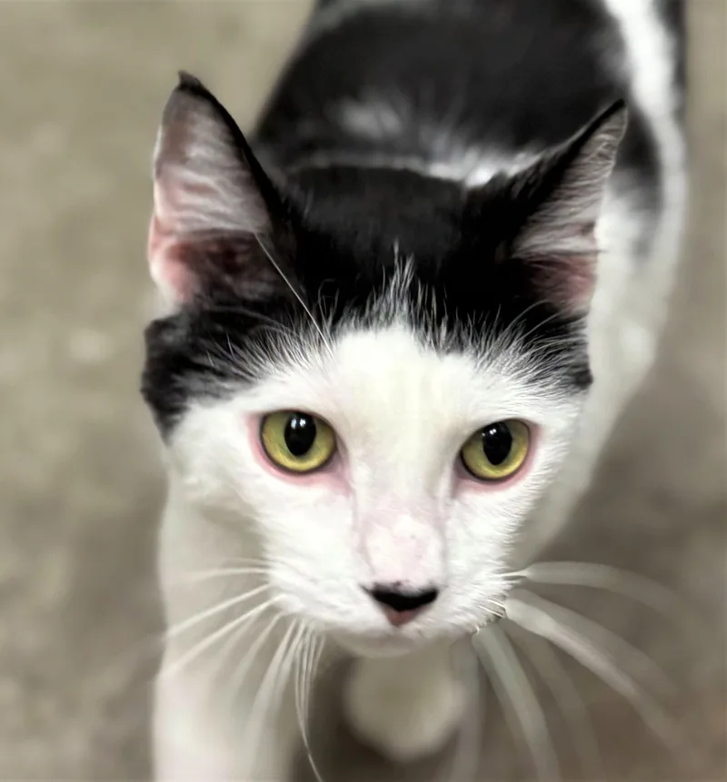 An adult medium-sized male Domestic Short Hair cat named Chase for adoption in Iowa City, IA