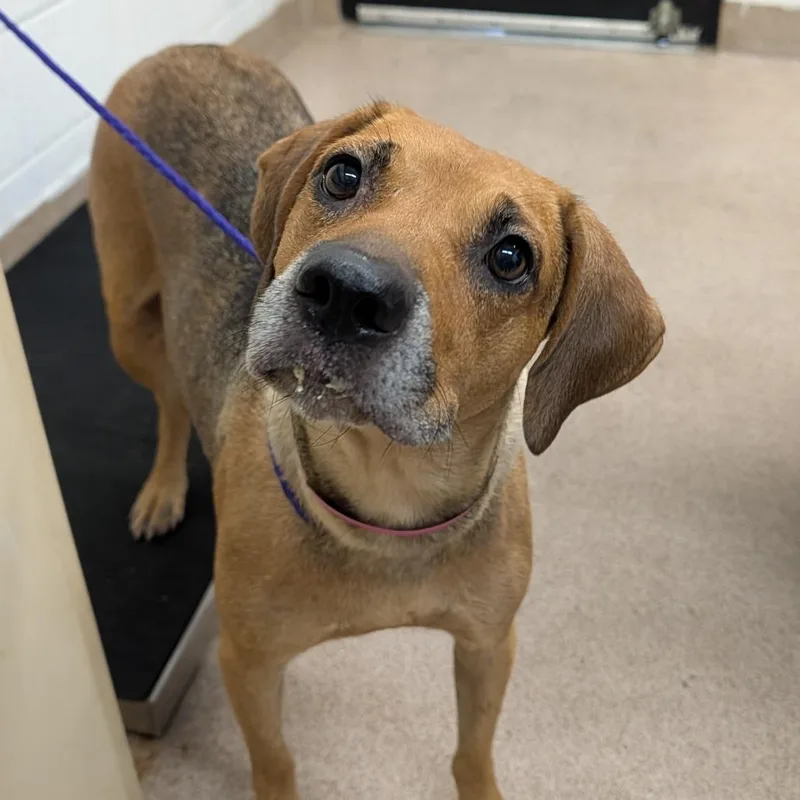 An adult large-sized female Brown / Chocolate Mixed Breed dog named Hazelnut for adoption in Ardmore, OK