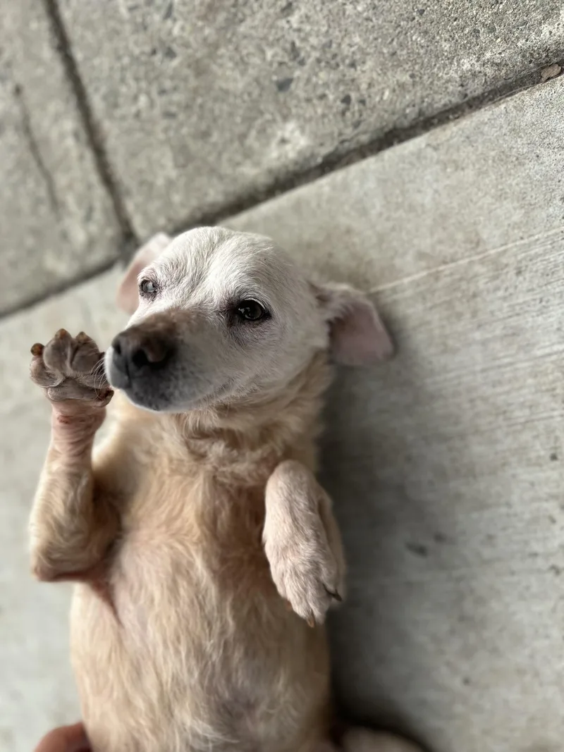 A senior small-sized female Apricot / Beige Chihuahua dog named Pumpkin for adoption in West Haven, CT