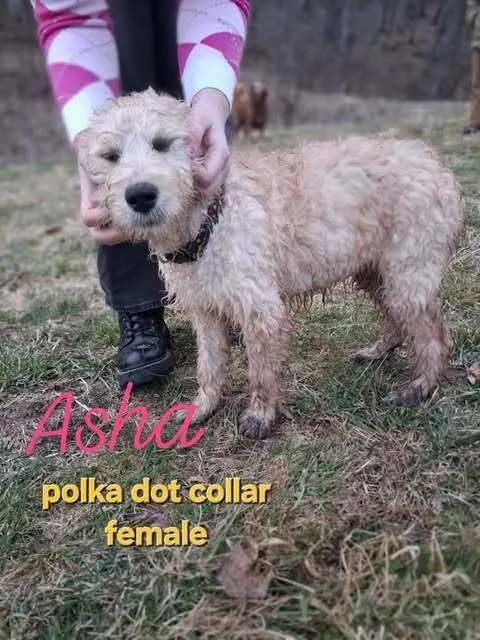 Asha