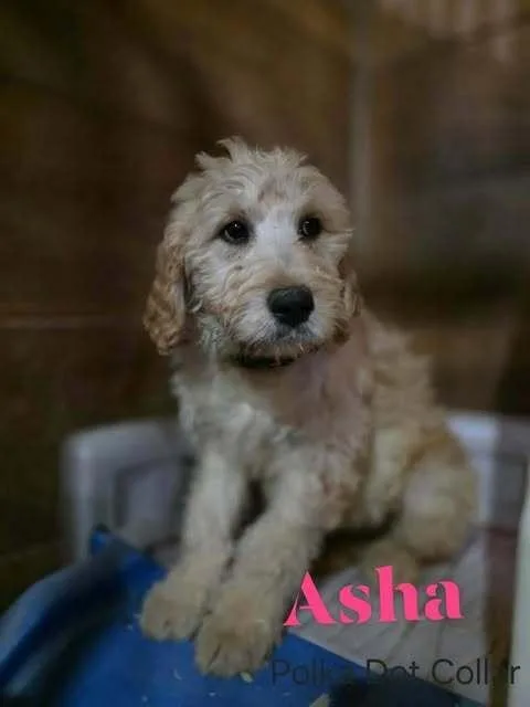 Asha thumbnail 2