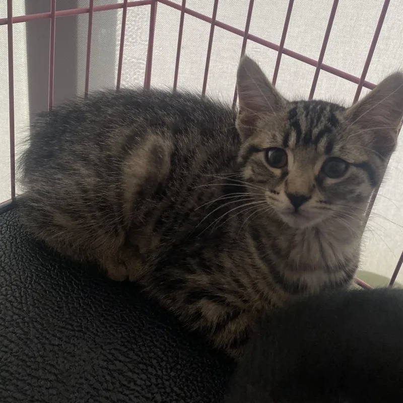 A baby small-sized female Black Domestic Short Hair cat named Tiger Lily for adoption in Dayton, OH