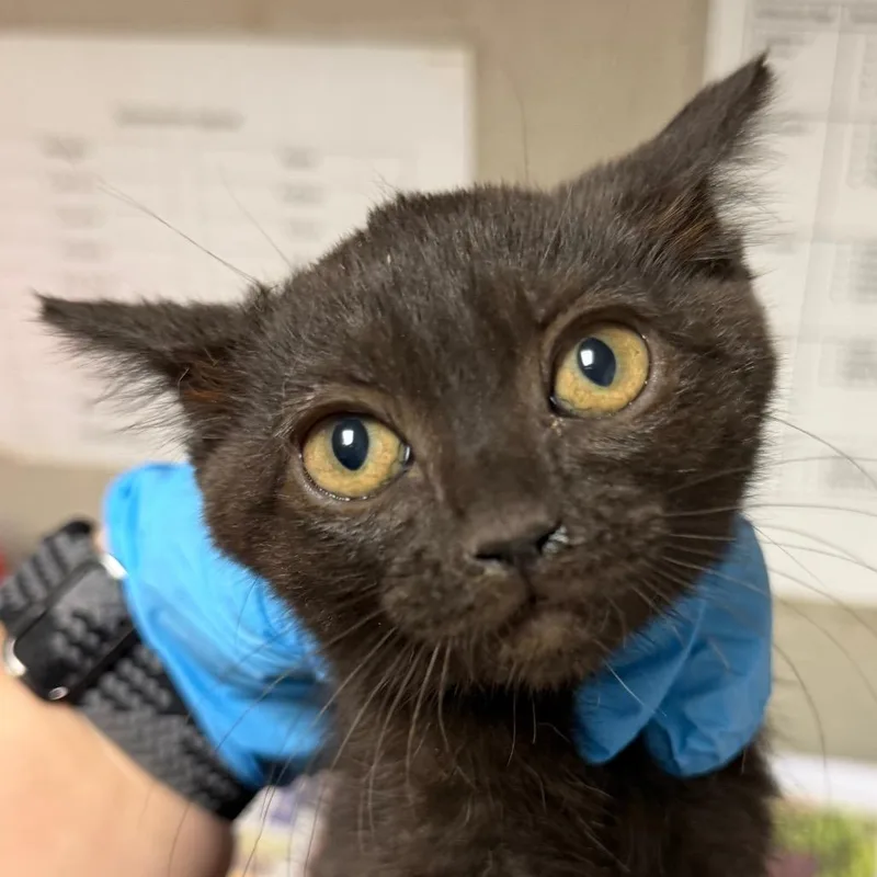 A baby small-sized female Black Domestic Short Hair cat named Toast for adoption in Yuma, AZ
