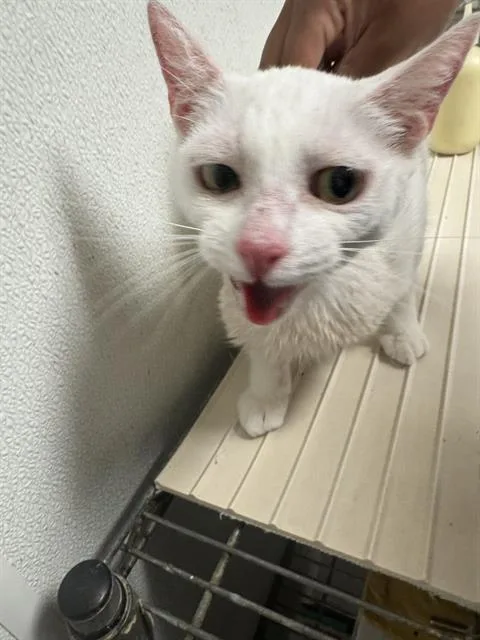 A young small-sized female Domestic Short Hair cat named Brave for adoption in Bakersfield, CA
