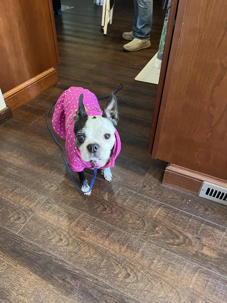 An adult small-sized female Boston Terrier dog named Dot for adoption in Irwin, PA