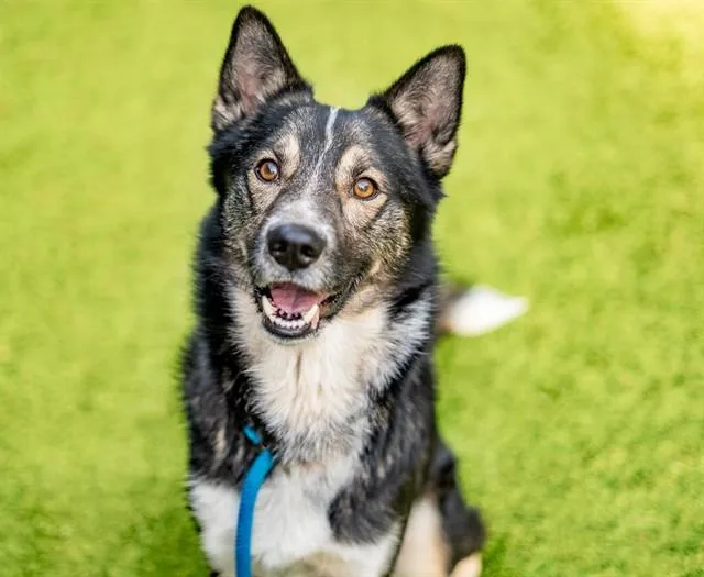 An adult medium-sized male Siberian Husky dog named Dwayne for adoption in San Jose, CA