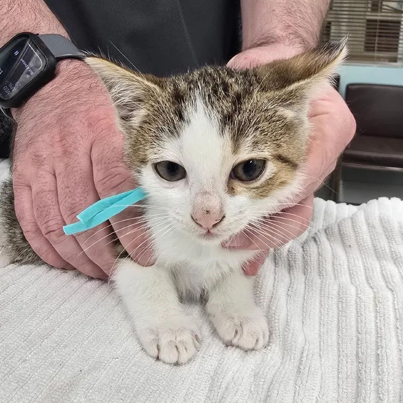 A baby small-sized female Black & White / Tuxedo Domestic Short Hair cat named Rainbow Dash for adoption in Hudson, NH