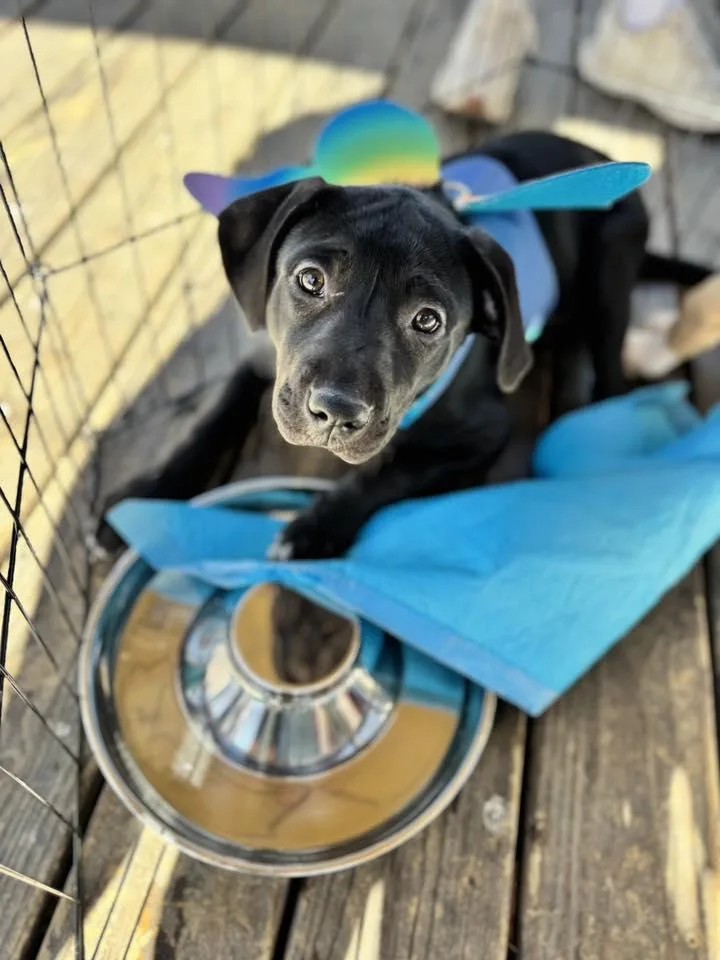 A baby medium-sized female Staffordshire Bull Terrier dog named Violet for adoption in Pflugerville, TX