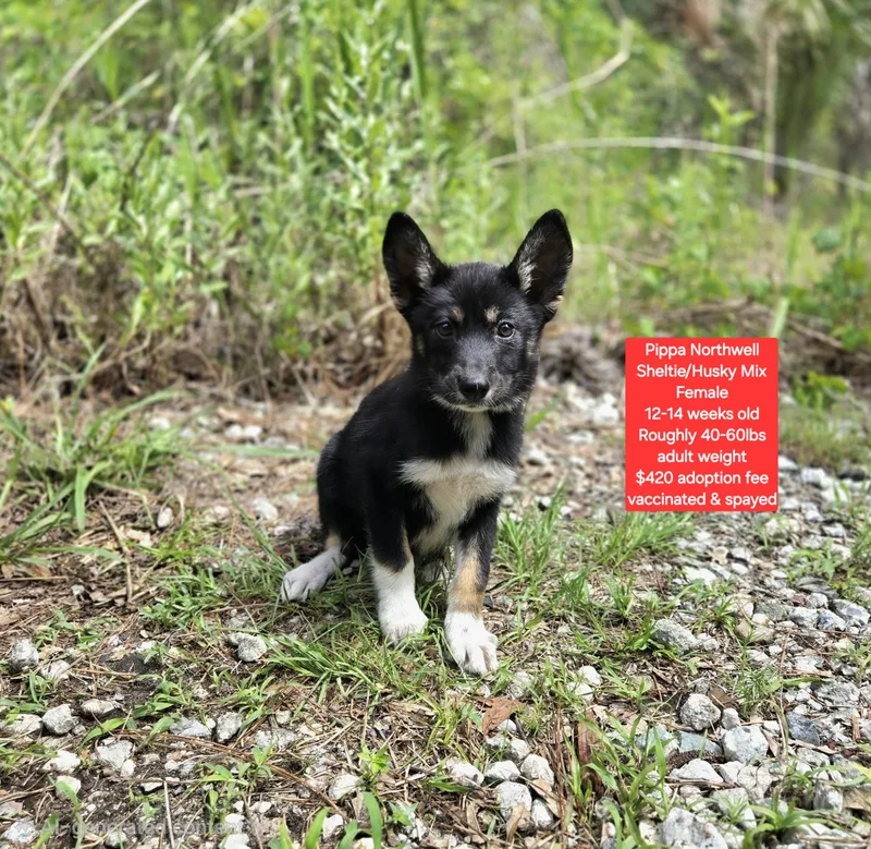A baby medium-sized female Shetland Sheepdog / Sheltie dog named Pippa Northwell for adoption in Oviedo, FL