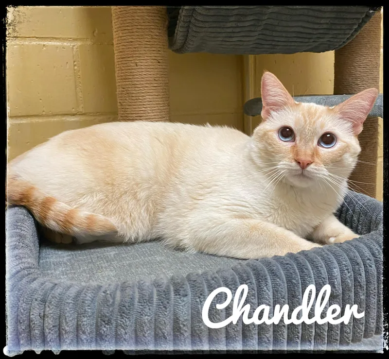 An adult large-sized male Siamese cat named Chandler for adoption in El Cajon, CA