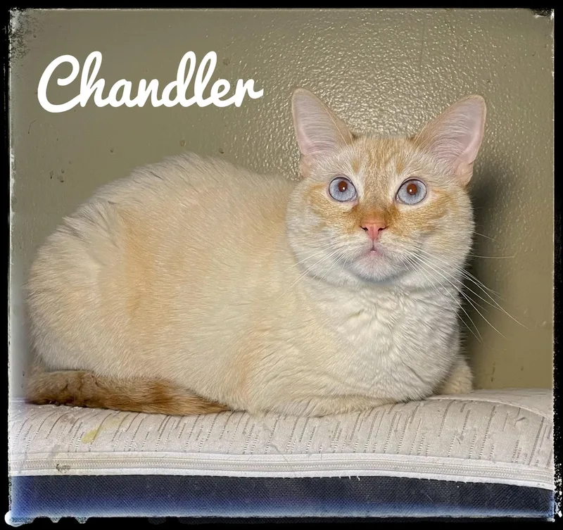 Chandler thumbnail 2