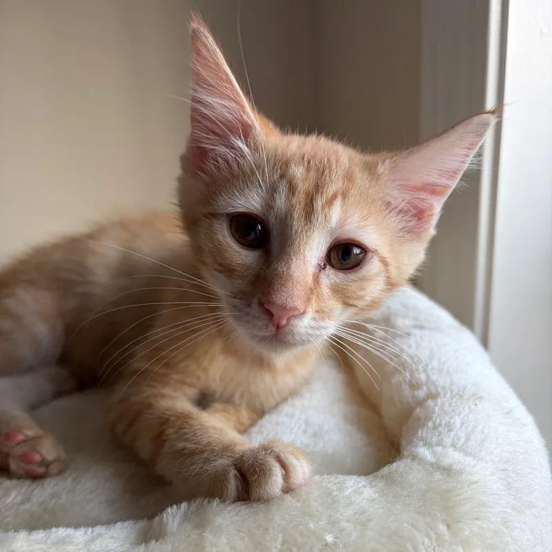 A baby medium-sized male Tabby (Orange / Red) Domestic Medium Hair cat named Sprite for adoption in Lexington, KY